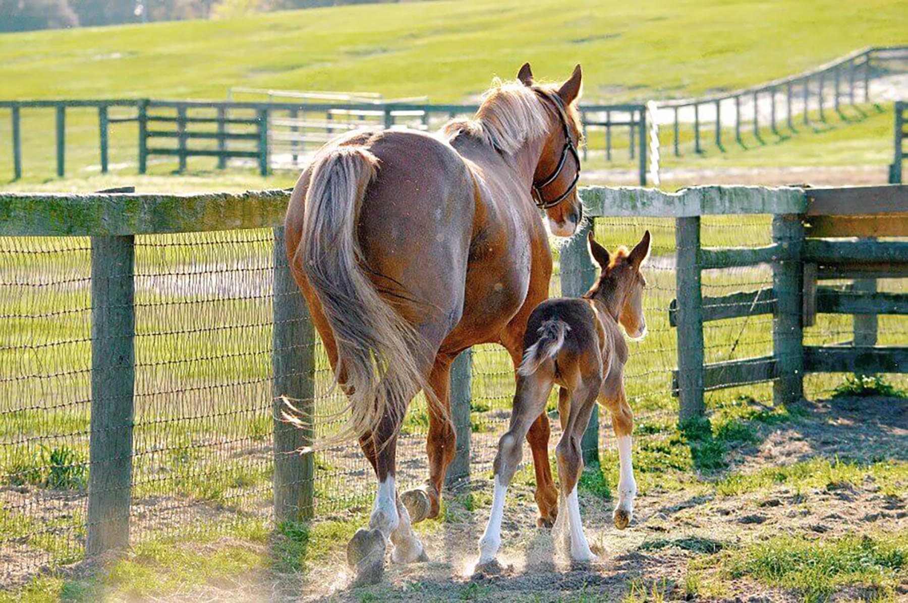 A mare and foal walking along a fence in a pasture