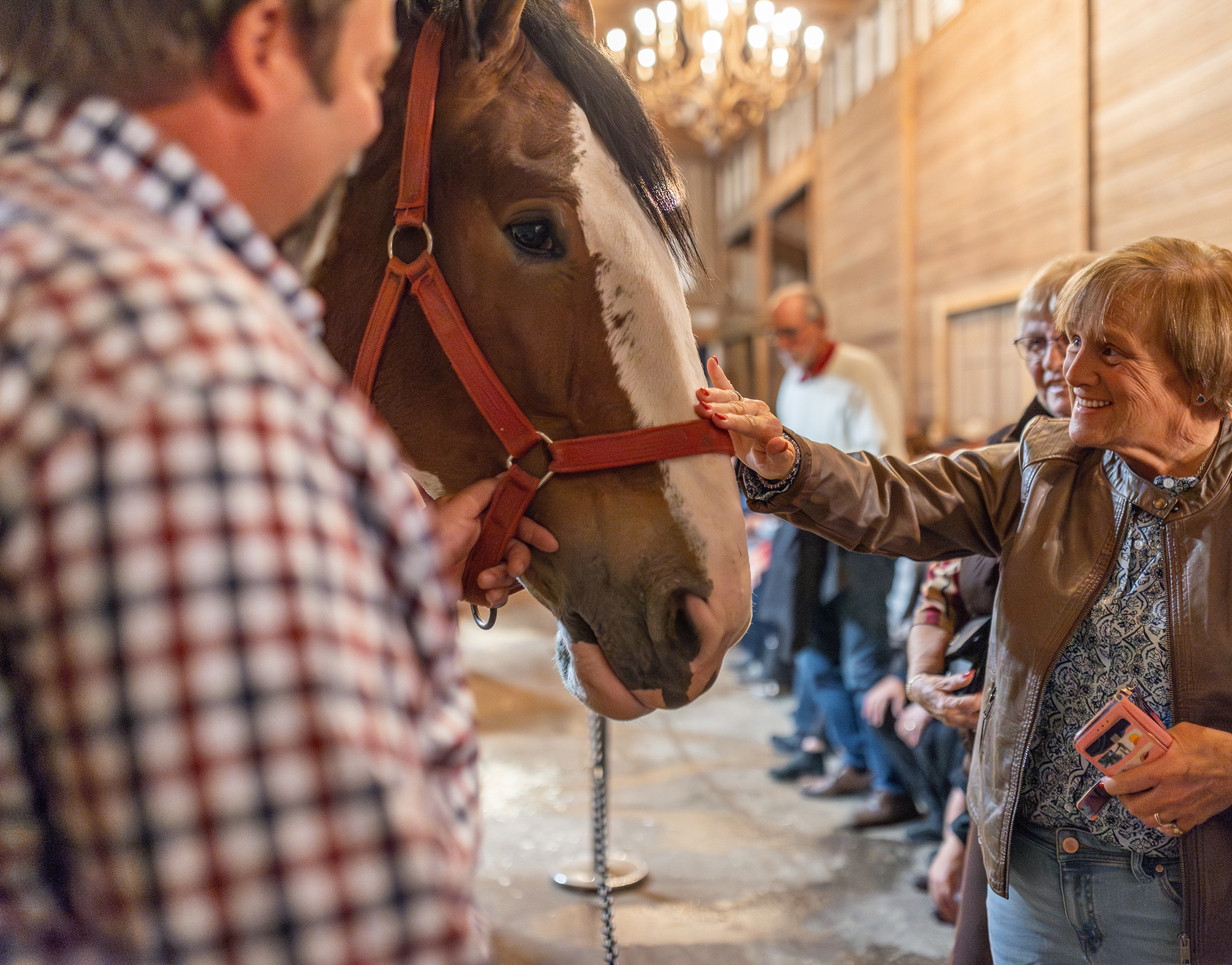 Guests meeting a Clydesdale inside a Grandview Clydesdales barn