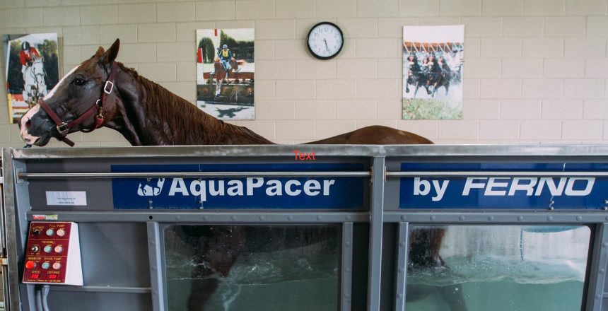 Horse Rehab on AquaPacer