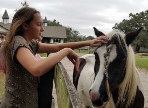 Gypsy Vanner Horse. Another Adoring Fan