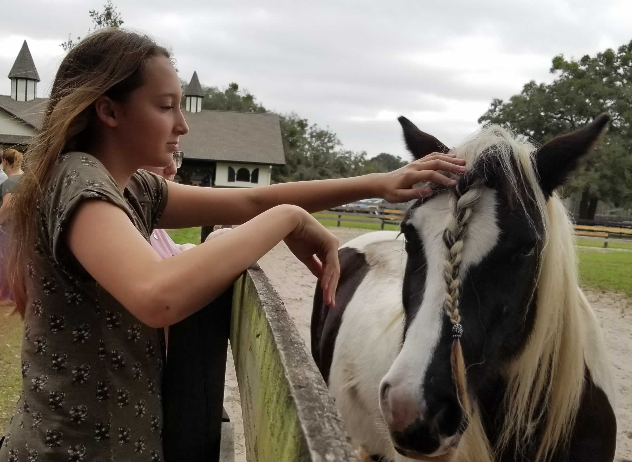 Gypsy Vanner horse