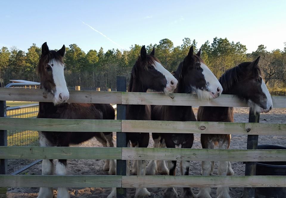 Grandview Clydesdales