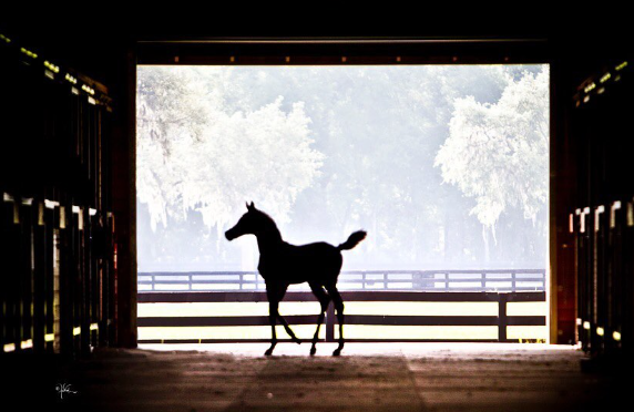 Arabian Colt ready to go.